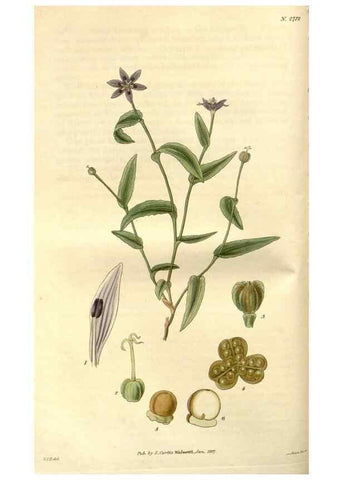 Reproducción/Reproduction 8609983183: Curtis's botanical magazine.. London ;New York [etc.] :Academic Press [etc.]