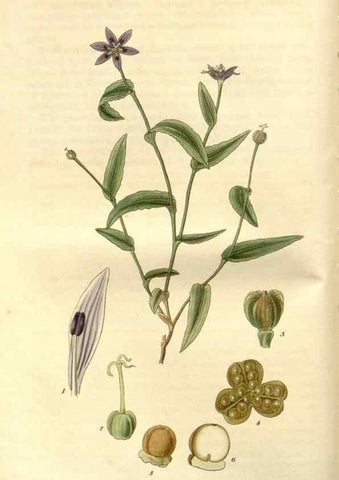 Reproducción/Reproduction 8609983183: Curtis's botanical magazine.. London ;New York [etc.] :Academic Press [etc.]