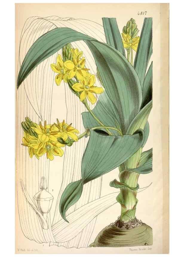 Reproducción/Reproduction 8599554175: Curtis's botanical magazine.. London ;New York [etc.] :Academic Press [etc.]