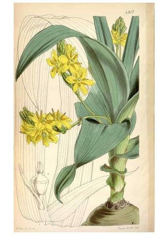 Reproducción/Reproduction 8599554175: Curtis's botanical magazine.. London ;New York [etc.] :Academic Press [etc.]