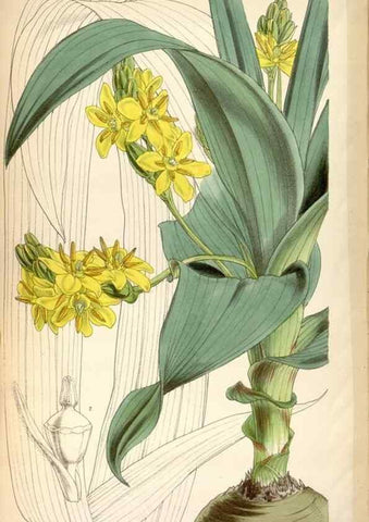 Reproducción/Reproduction 8599554175: Curtis's botanical magazine.. London ;New York [etc.] :Academic Press [etc.]