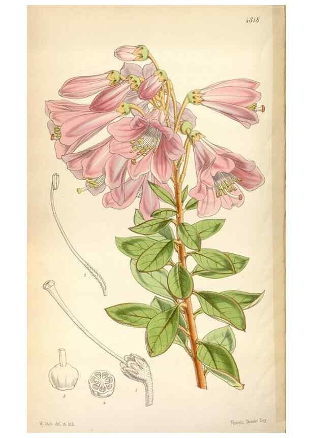 Reproducción/Reproduction 8599554885: Curtis's botanical magazine.. London ;New York [etc.] :Academic Press [etc.]