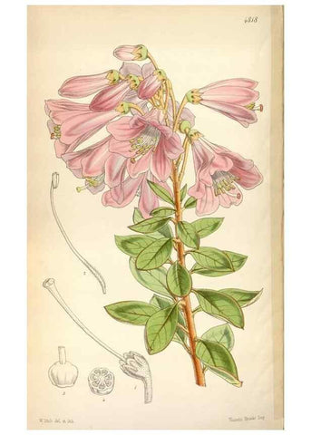 Reproducción/Reproduction 8599554885: Curtis's botanical magazine.. London ;New York [etc.] :Academic Press [etc.]