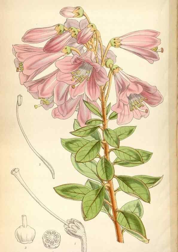Reproducción/Reproduction 8599554885: Curtis's botanical magazine.. London ;New York [etc.] :Academic Press [etc.]