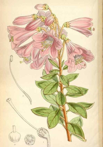 Reproducción/Reproduction 8599554885: Curtis's botanical magazine.. London ;New York [etc.] :Academic Press [etc.]