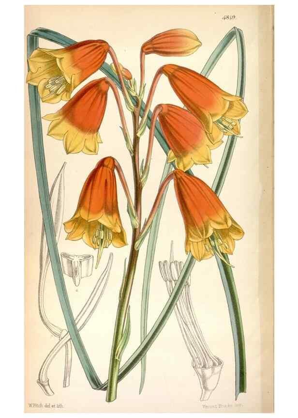 Reproducción/Reproduction 8600656446: Curtis's botanical magazine.. London ;New York [etc.] :Academic Press [etc.]