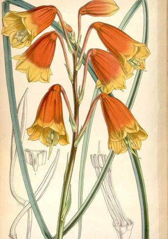 Reproducción/Reproduction 8600656446: Curtis's botanical magazine.. London ;New York [etc.] :Academic Press [etc.]
