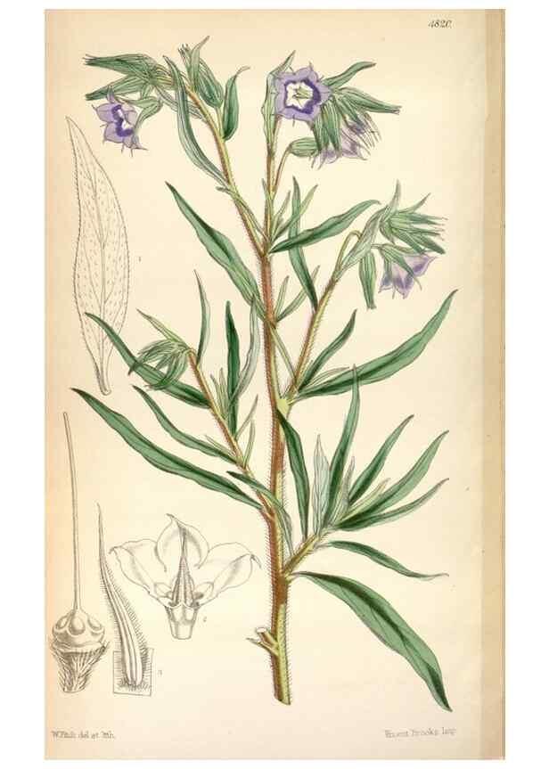 Reproducción/Reproduction 8600656994: Curtis's botanical magazine.. London ;New York [etc.] :Academic Press [etc.]