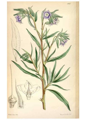 Reproducción/Reproduction 8600656994: Curtis's botanical magazine.. London ;New York [etc.] :Academic Press [etc.]