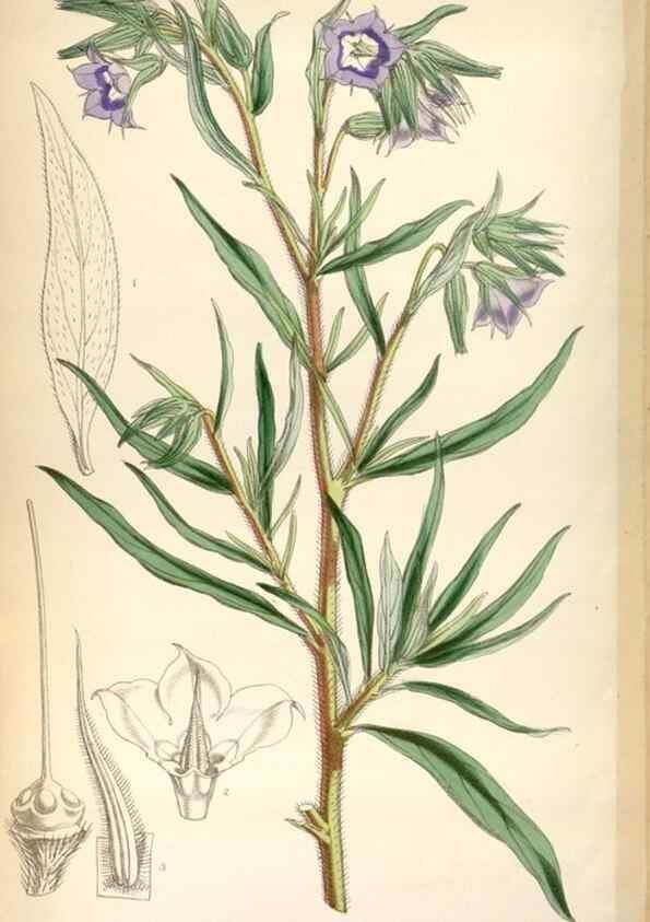 Reproducción/Reproduction 8600656994: Curtis's botanical magazine.. London ;New York [etc.] :Academic Press [etc.]