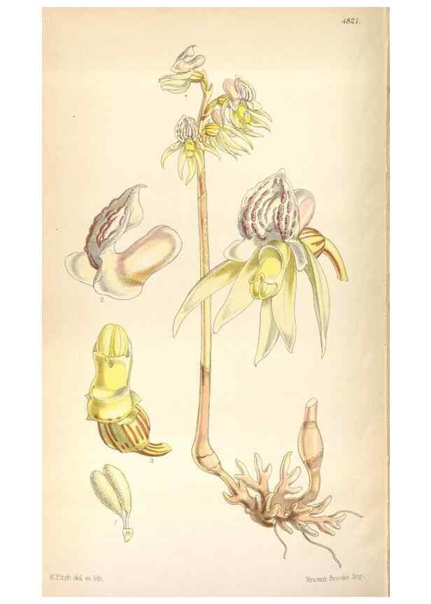 Reproducción/Reproduction 8599556615: Curtis's botanical magazine.. London ;New York [etc.] :Academic Press [etc.]