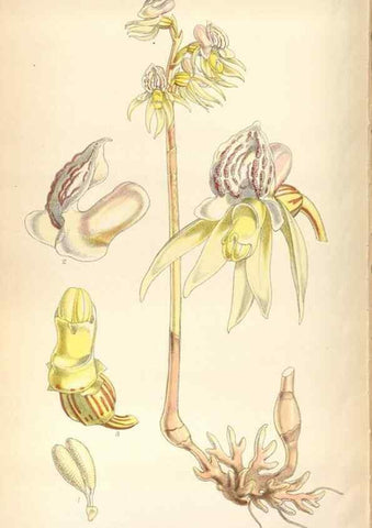 Reproducción/Reproduction 8599556615: Curtis's botanical magazine.. London ;New York [etc.] :Academic Press [etc.]