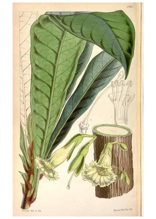 Reproducción/Reproduction 8599557433: Curtis's botanical magazine.. London ;New York [etc.] :Academic Press [etc.]