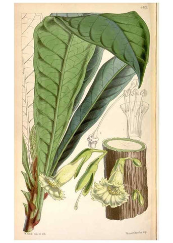 Reproducción/Reproduction 8599557433: Curtis's botanical magazine.. London ;New York [etc.] :Academic Press [etc.]