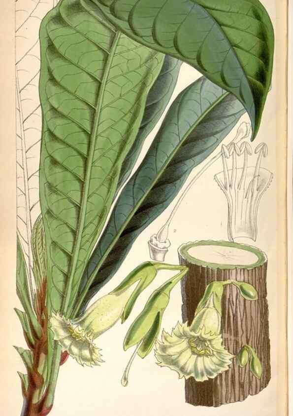 Reproducción/Reproduction 8599557433: Curtis's botanical magazine.. London ;New York [etc.] :Academic Press [etc.]