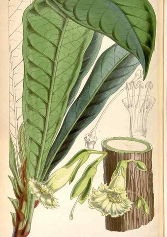 Reproducción/Reproduction 8599557433: Curtis's botanical magazine.. London ;New York [etc.] :Academic Press [etc.]