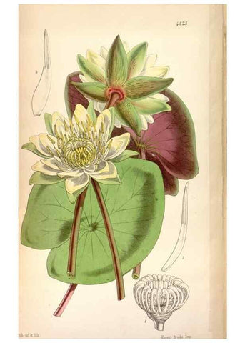 Reproducción/Reproduction 8599558275: Curtis's botanical magazine.. London ;New York [etc.] :Academic Press [etc.]