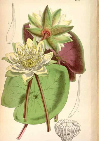Reproducción/Reproduction 8599558275: Curtis's botanical magazine.. London ;New York [etc.] :Academic Press [etc.]