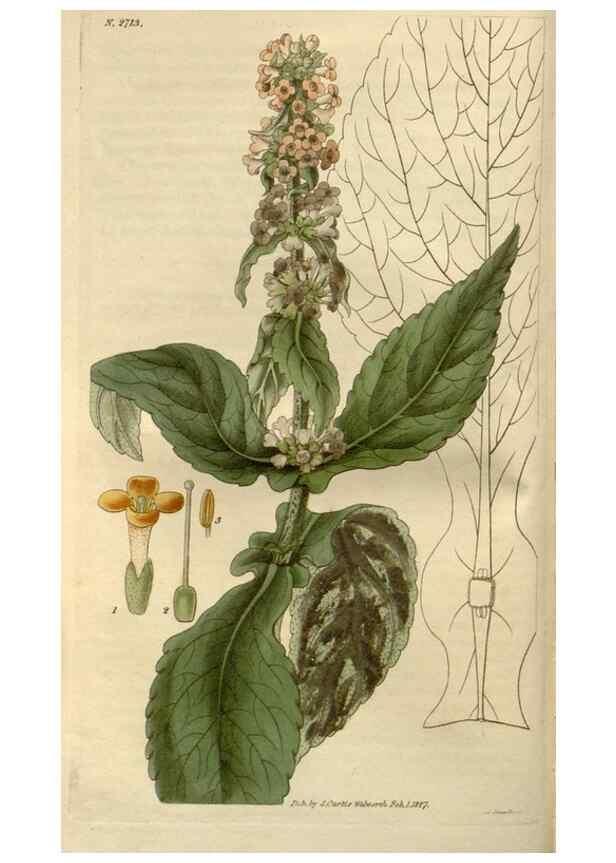 Reproducción/Reproduction 8611090738: Curtis's botanical magazine.. London ;New York [etc.] :Academic Press [etc.]