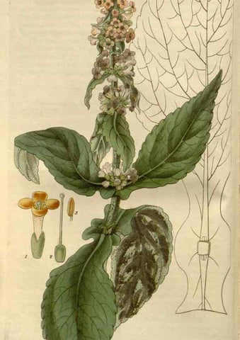 Reproducción/Reproduction 8611090738: Curtis's botanical magazine.. London ;New York [etc.] :Academic Press [etc.]