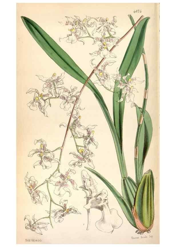 Reproducción/Reproduction 8599559075: Curtis's botanical magazine.. London ;New York [etc.] :Academic Press [etc.]