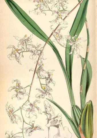 Reproducción/Reproduction 8599559075: Curtis's botanical magazine.. London ;New York [etc.] :Academic Press [etc.]