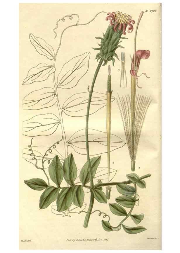 Reproducción/Reproduction 8611078792: Curtis's botanical magazine.. London ;New York [etc.] :Academic Press [etc.]
