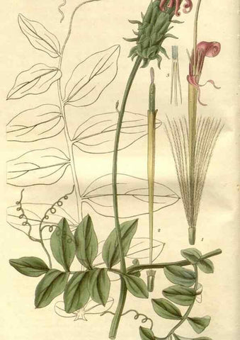 Reproducción/Reproduction 8611078792: Curtis's botanical magazine.. London ;New York [etc.] :Academic Press [etc.]