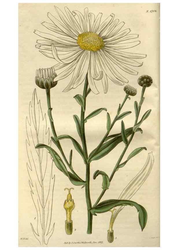 Reproducción/Reproduction 8609974121: Curtis's botanical magazine.. London ;New York [etc.] :Academic Press [etc.]