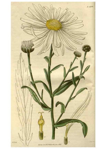 Reproducción/Reproduction 8609974121: Curtis's botanical magazine.. London ;New York [etc.] :Academic Press [etc.]