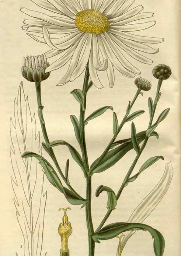 Reproducción/Reproduction 8609974121: Curtis's botanical magazine.. London ;New York [etc.] :Academic Press [etc.]