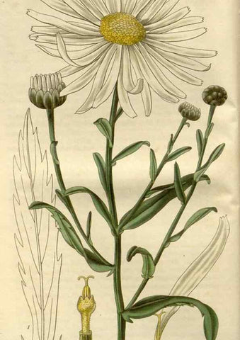 Reproducción/Reproduction 8609974121: Curtis's botanical magazine.. London ;New York [etc.] :Academic Press [etc.]