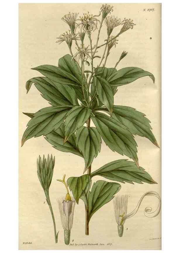 Reproducción/Reproduction 8609975259: Curtis's botanical magazine.. London ;New York [etc.] :Academic Press [etc.]