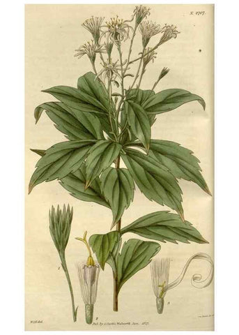 Reproducción/Reproduction 8609975259: Curtis's botanical magazine.. London ;New York [etc.] :Academic Press [etc.]