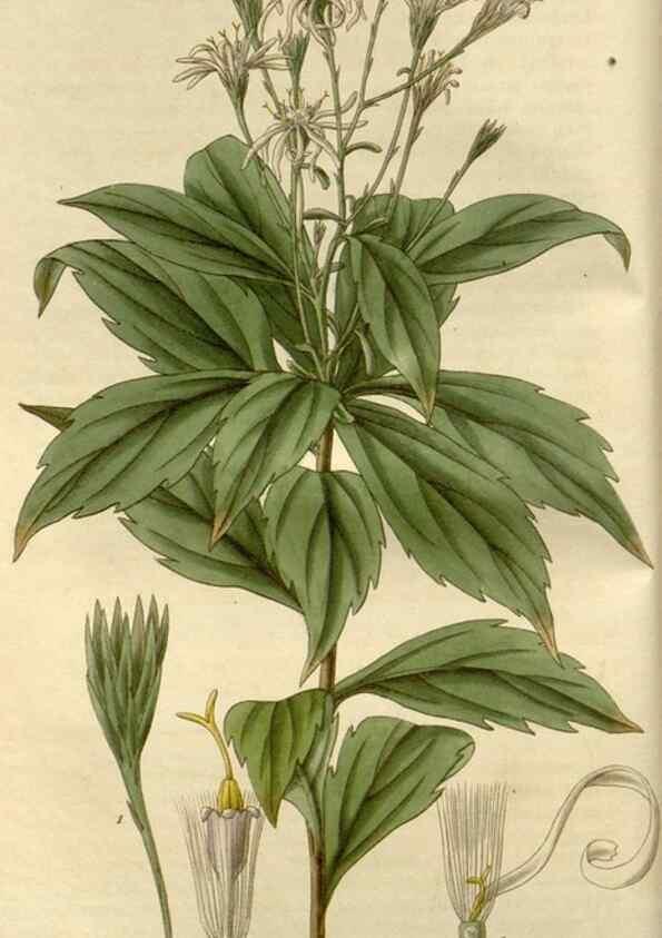 Reproducción/Reproduction 8609975259: Curtis's botanical magazine.. London ;New York [etc.] :Academic Press [etc.]