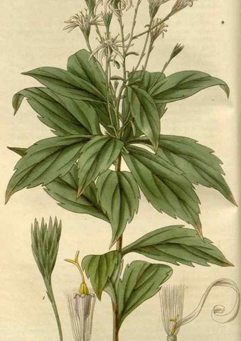 Reproducción/Reproduction 8609975259: Curtis's botanical magazine.. London ;New York [etc.] :Academic Press [etc.]