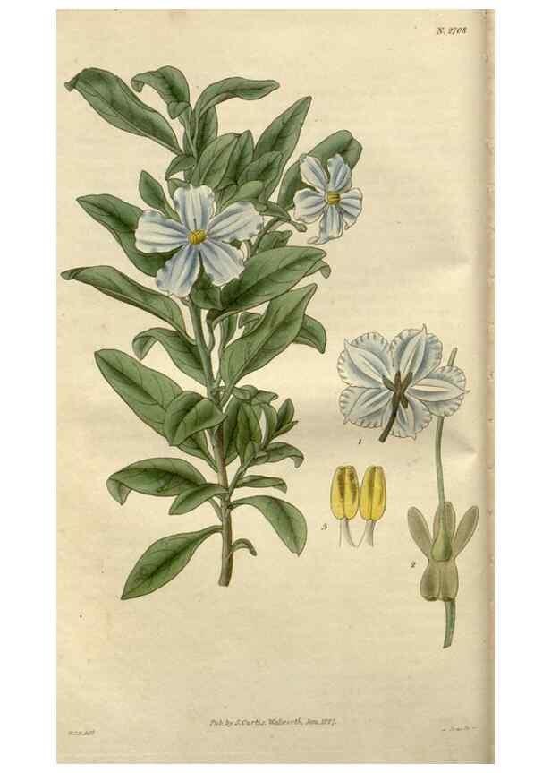 Reproducción/Reproduction 8611082994: Curtis's botanical magazine.. London ;New York [etc.] :Academic Press [etc.]