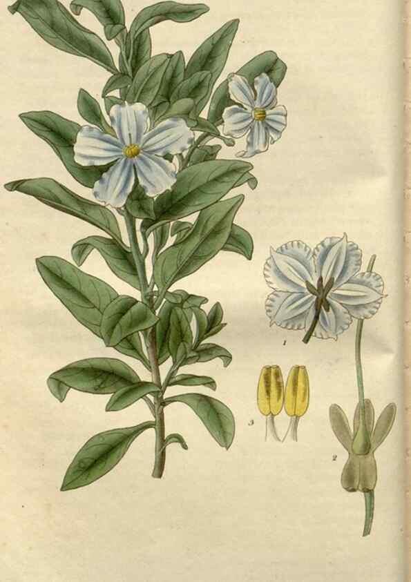 Reproducción/Reproduction 8611082994: Curtis's botanical magazine.. London ;New York [etc.] :Academic Press [etc.]