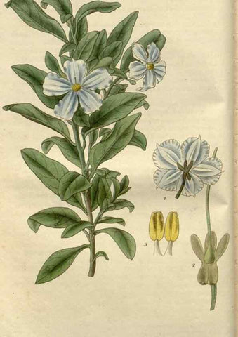 Reproducción/Reproduction 8611082994: Curtis's botanical magazine.. London ;New York [etc.] :Academic Press [etc.]