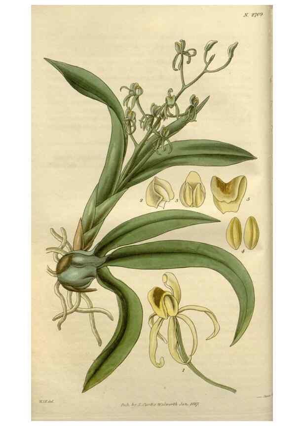 Reproducción/Reproduction 8611084158: Curtis's botanical magazine.. London ;New York [etc.] :Academic Press [etc.]