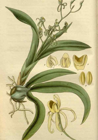 Reproducción/Reproduction 8611084158: Curtis's botanical magazine.. London ;New York [etc.] :Academic Press [etc.]