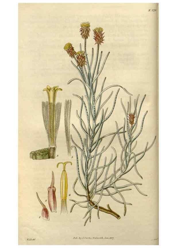Reproducción/Reproduction 8611085900: Curtis's botanical magazine.. London ;New York [etc.] :Academic Press [etc.]