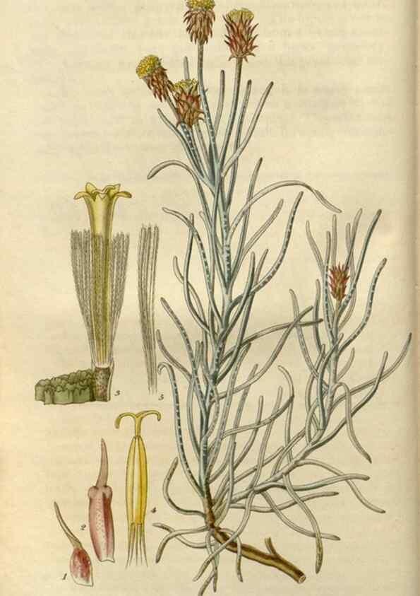 Reproducción/Reproduction 8611085900: Curtis's botanical magazine.. London ;New York [etc.] :Academic Press [etc.]