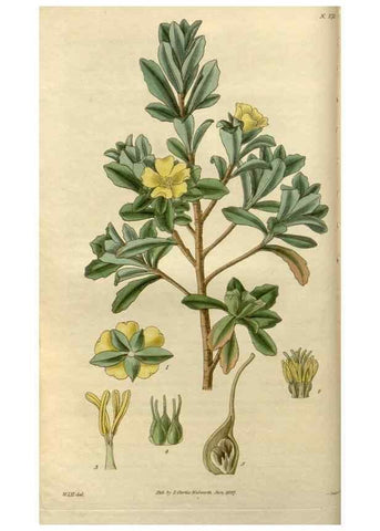 Reproducción/Reproduction 8609981837: Curtis's botanical magazine.. London ;New York [etc.] :Academic Press [etc.]