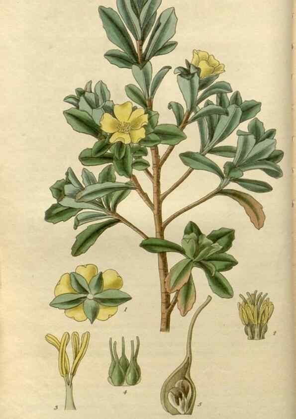 Reproducción/Reproduction 8609981837: Curtis's botanical magazine.. London ;New York [etc.] :Academic Press [etc.]