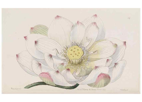 Reproducción/Reproduction 8610246634: Edwards's botanical register.. London :James Ridgway,1829-1847.