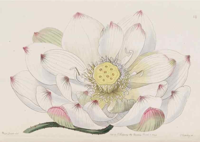 Reproducción/Reproduction 8610246634: Edwards's botanical register.. London :James Ridgway,1829-1847.