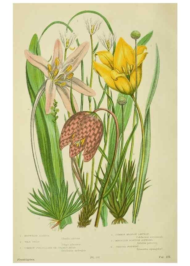 Reproducción/Reproduction 8518721348: The flowering plants, grasses, sedges, & ferns of Great Britain. London,F. Warne,1905.