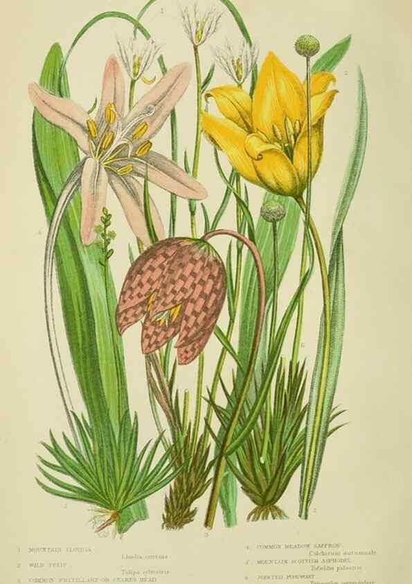 Reproducción/Reproduction 8518721348: The flowering plants, grasses, sedges, & ferns of Great Britain. London,F. Warne,1905.