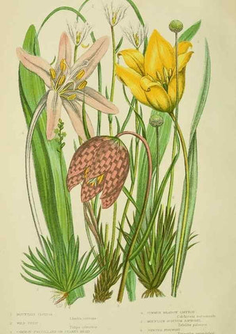 Reproducción/Reproduction 8518721348: The flowering plants, grasses, sedges, & ferns of Great Britain. London,F. Warne,1905.